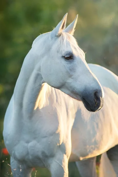Biały Portret Konia Kwiatach Maku Wschodzie Słońca — Zdjęcie stockowe