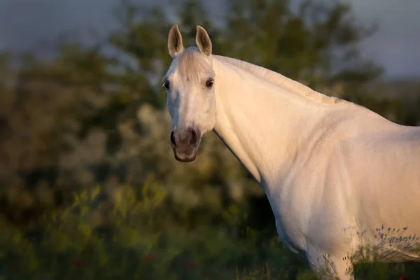 Wit Paard Close Portret Bij Zonsondergang — Stockfoto
