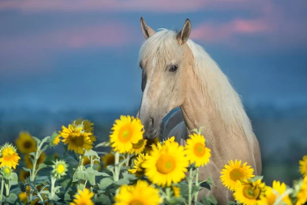 Όμορφη Palomino Άλογο Στον Τομέα Ηλιοτρόπιο — Φωτογραφία Αρχείου