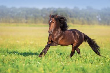 Uzun yeleli bir aygır.