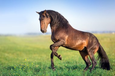 Uzun yeleli bir aygır.