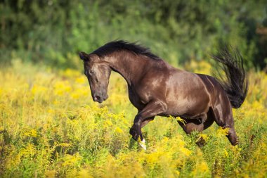 Siyah at sahada dört nala koşuyor.