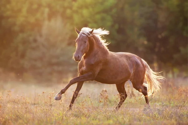 Красная Лошадь Бежит Закате — стоковое фото