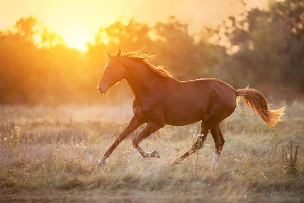 红色的马奔跑在日落光 — 图库照片