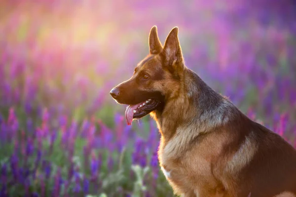 Retrato alemán de perro shephard — Foto de Stock