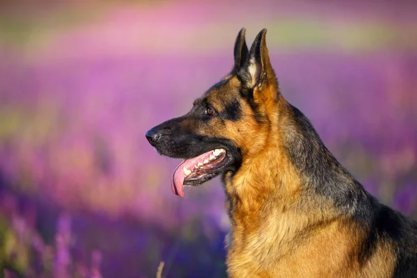Retrato alemán de perro shephard — Foto de Stock