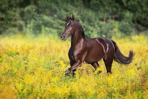 Black Horse Run Gallop Field — Stock Photo, Image