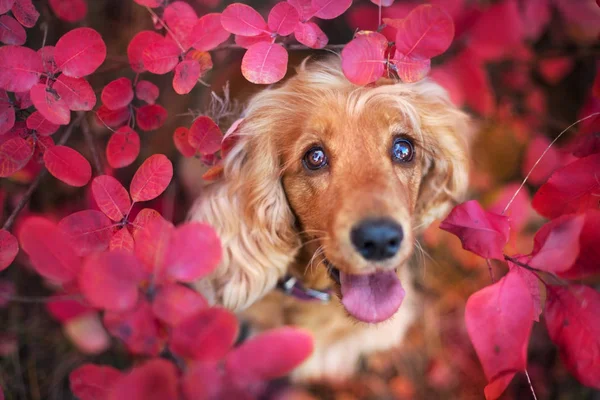 English Cocker Spaniel Close Portrait Autumn Leaves — стоковое фото