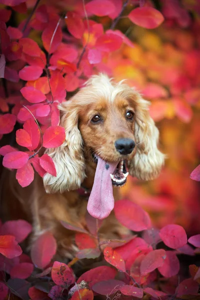 Cocker Anglais Épagneul Gros Plan Portrait Dans Les Feuilles Automne — Photo