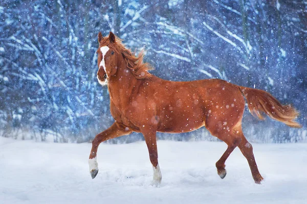 雪景色の中を走る赤い馬 — ストック写真