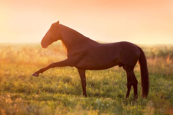 Άλογο Στέκεται Στο Πεδίο Ηλιοβασίλεμα — Φωτογραφία Αρχείου