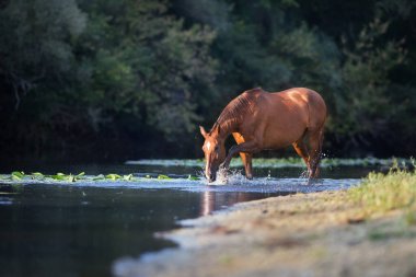 Nehirde bir damla suyla kestane rengi at