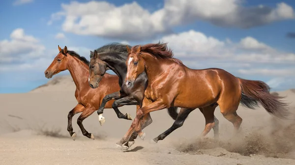 Manada Caballos Corre Libre Desierto Contra Cielo Tormenta —  Fotos de Stock