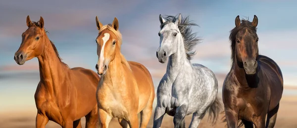 Manada Caballos Corre Libre Desierto Contra Cielo Tormenta —  Fotos de Stock