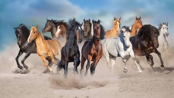 Manada Caballos Corre Libre Desierto Contra Cielo Tormenta —  Fotos de Stock