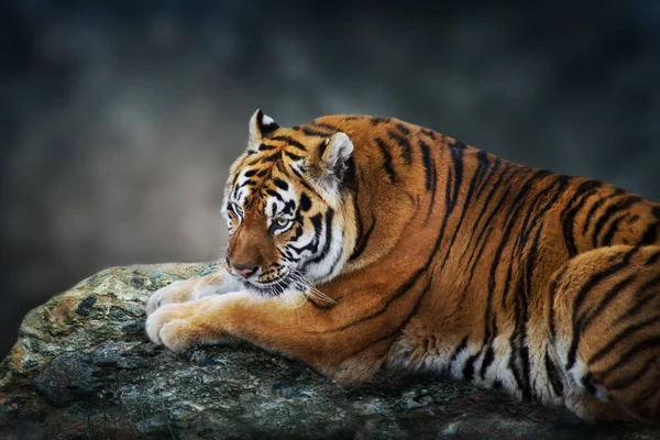 Tigre Yacía Sobre Roca Sobre Fondo Oscuro — Foto de Stock