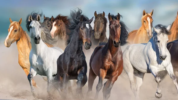 Коні Вільно Бігають Пустельному Пилу Проти Штормового Неба — стокове фото