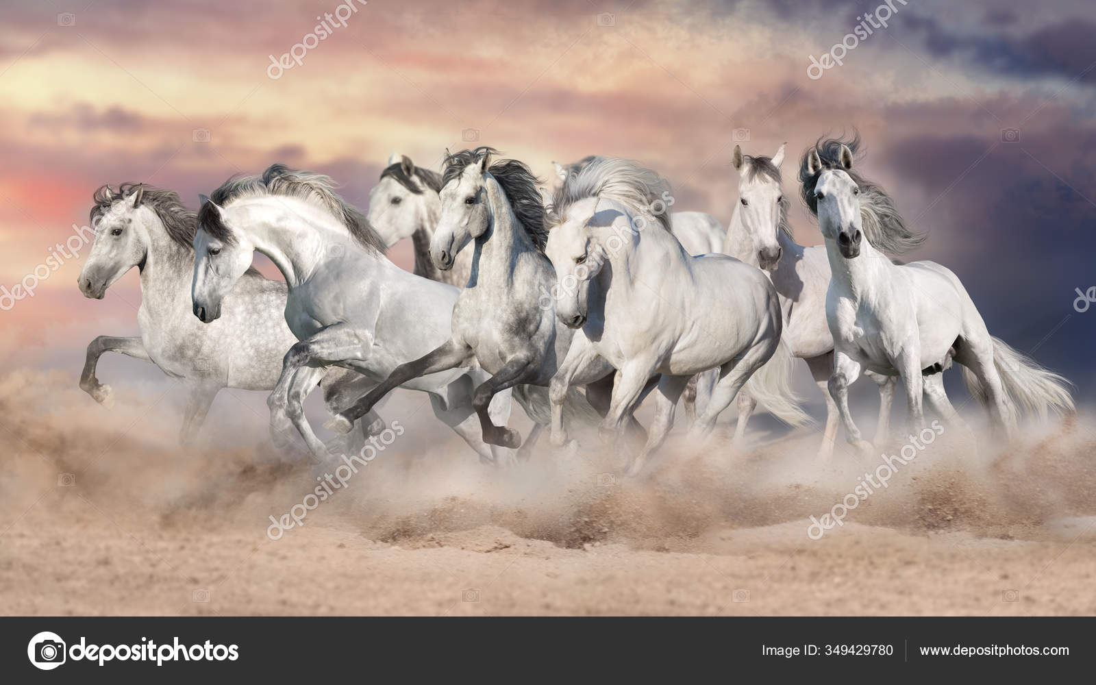 Hvite Hester Loper Fritt Orkenen Mot Vakker Himmel stockfoto kwadrat70 349429780