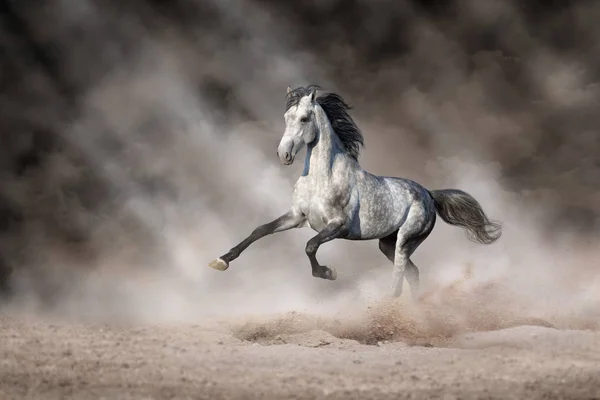 Белая Лошадь Бежит Пустыне — стоковое фото