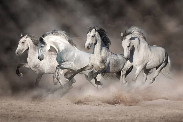 Chevaux Blancs Liberté Dans Désert — Photo