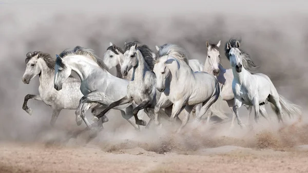 White Horses Free Run Desert — Stock Photo, Image
