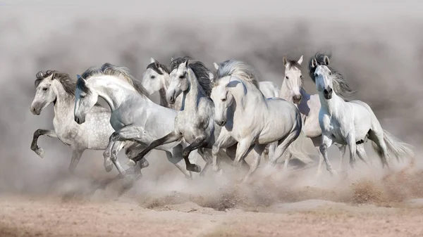 Cavalli Bianchi Corsa Libera Nel Deserto — Foto Stock