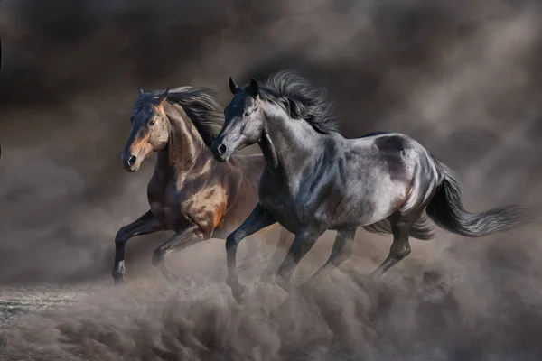 Двоє Коней Біжать Галопом Пустельній Бурі — стокове фото