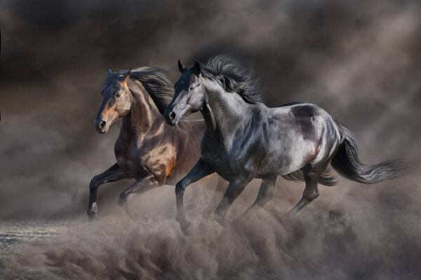 Two horse run gallop in desert storm