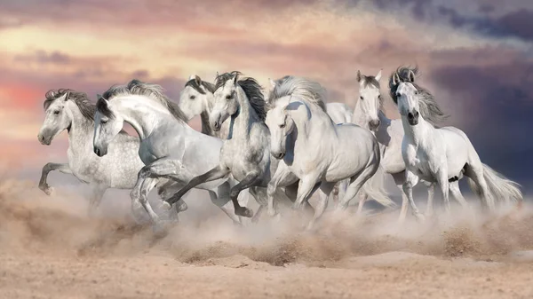 Білі Коні Вільно Бігають Пустелі Тлі Прекрасного Неба — стокове фото
