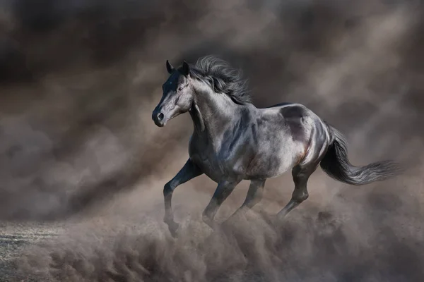 黑色的种马在黑暗的沙漠沙尘中自由奔跑 — 图库照片