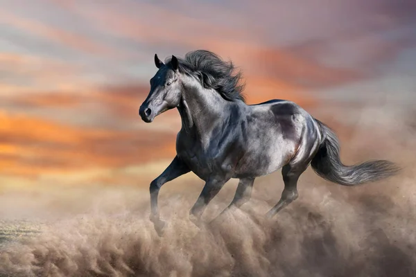 Zwart Paard Galoppeert Woestijnstof Tegen Zonsondergang Hemel — Stockfoto