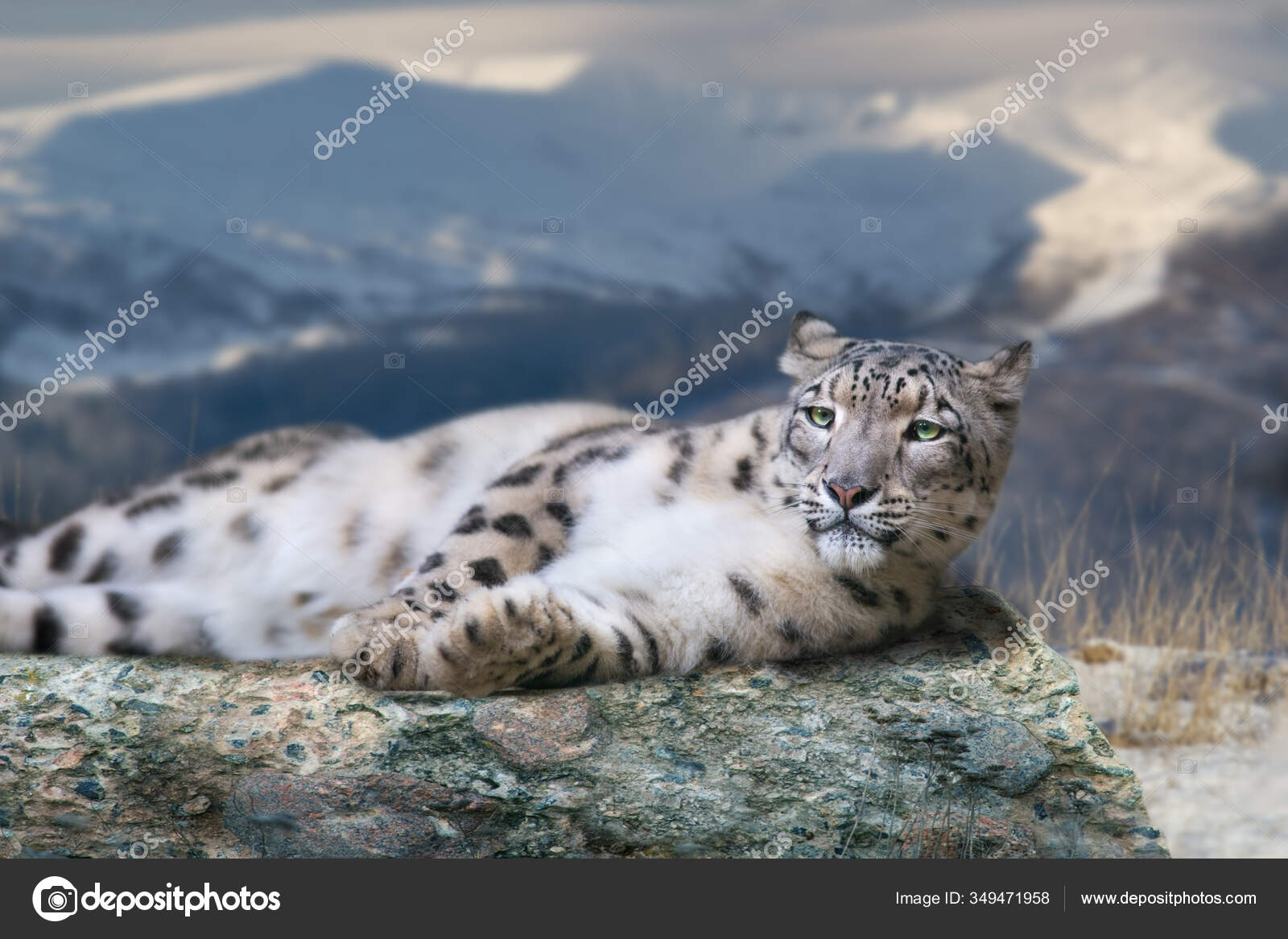 Snow Leopard Lay Rock Snow Mountain Landscape Stock Photo By C Kwadrat70 Snow Leopard Lay Rock Snow Mountain Landscape Stock Photo By C Kwadrat70