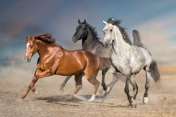 Manada Caballos Corre Libre Desierto Contra Cielo Tormenta —  Fotos de Stock