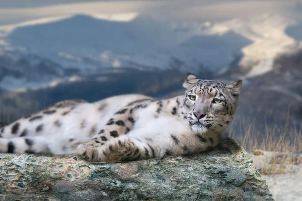 Сніговий Леопард Лежав Скелі Проти Снігового Гірського Ландшафту — стокове фото