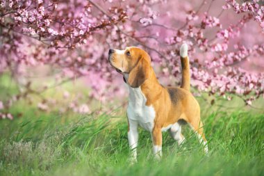 Pembe sakura çiçekli av köpeği.