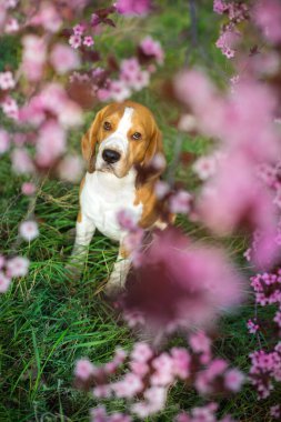 Pembe sakura çiçekli av köpeği.