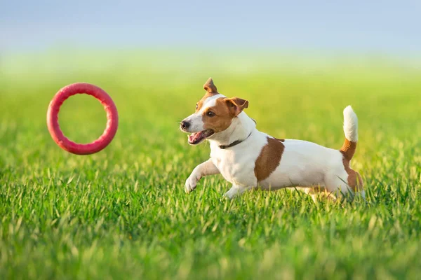 Jack Russel Terrier Executado Campo Primavera Verde — Fotografia de Stock