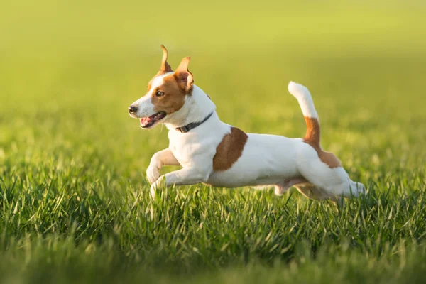 Jack Russel Terrier Correre Sul Campo Verde Primavera — Foto Stock
