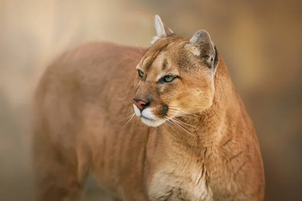 Puma Närbild Porträtt Med Vackra Ögon — Stockfoto