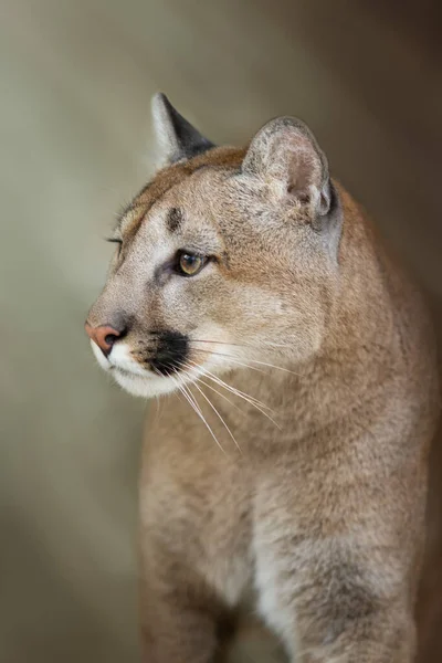 Puma Close Portret Met Mooie Ogen — Stockfoto