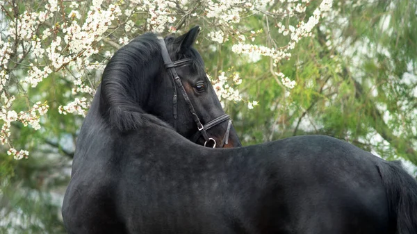 Cavalo Retrato Freio Contra Árvore Flor Primavera — Fotografia de Stock