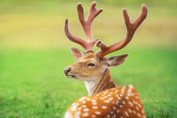 Beautiful Deer Portrait Spring Meadow Big Horns — Stock Photo, Image