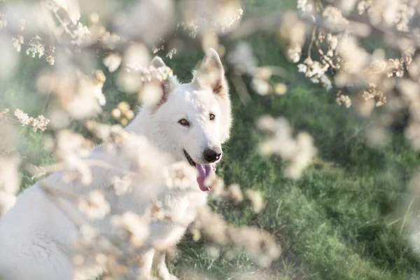 Vit Schweizisk Shepherd Dog Vår Blomma Trädgård — Stockfoto