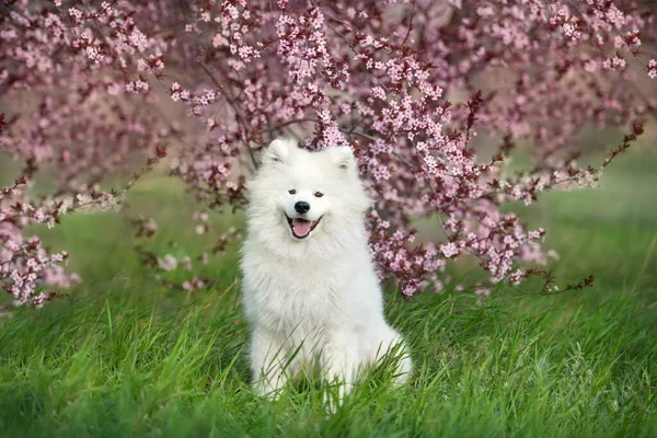 Perro Samoyedo Flores Sakura Rosa —  Fotos de Stock