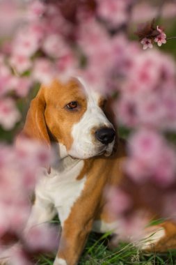 Av köpeği portreyi pembe sakura çiçekleriyle kaplıyor.