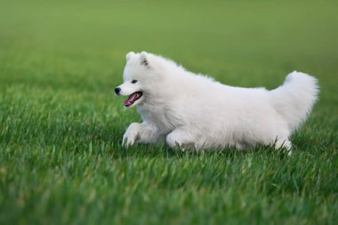  Samoyed köpek yeşil alanda koşar