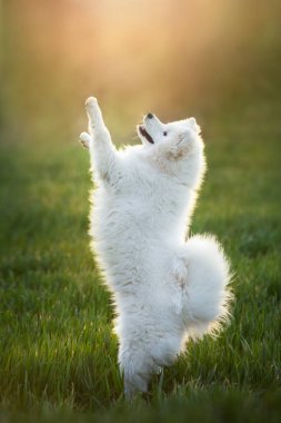 Samoyed köpeği yeşil alanda hile yapar.