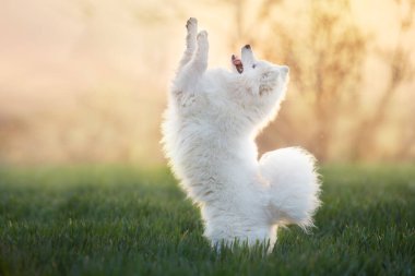  Samoyed köpeği yeşil alanda hile yapar.