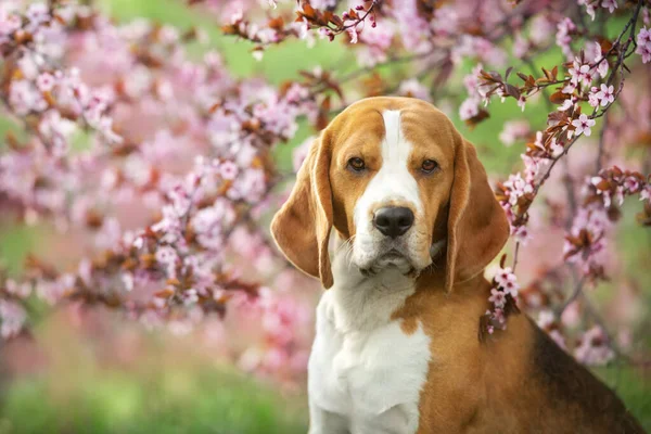 Perro Beagle Flores Sakura Rosa —  Fotos de Stock