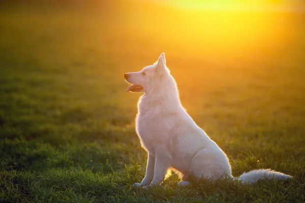 Λευκό Ελβετικός Ποιμενικός Σκύλος Την Άνοιξη Πράσινο Γρασίδι Στο Ηλιοβασίλεμα — Φωτογραφία Αρχείου